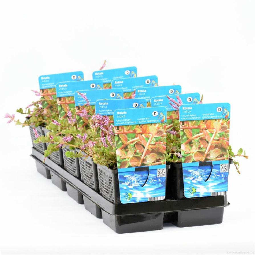 Rotala indica - P11