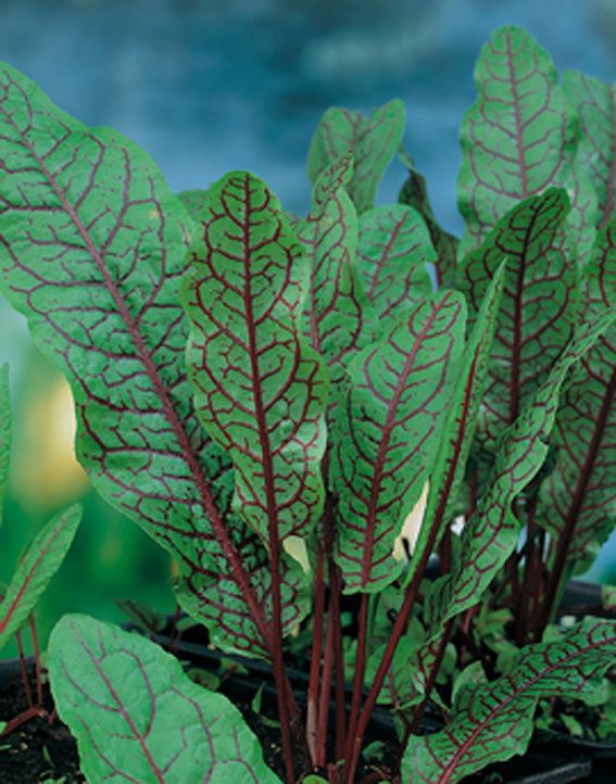 Rumex sanguineus (Blodskräppa) C1 (1 liters kruka / 13 cm kruka) Ekologisk