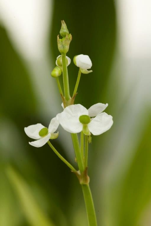 Pilblad graminea - P9 WATERPLANT