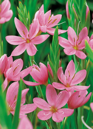 Schizostylis c.'Mrs Hegarty'