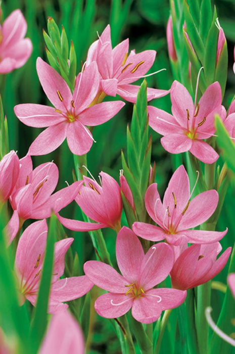 Schizostylis c.'Mrs Hegarty'