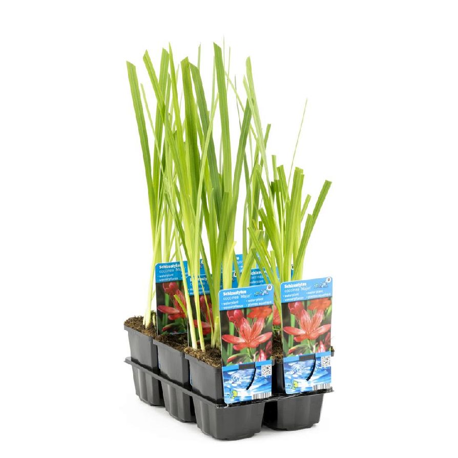 Kaffirlilja coccinea - P9 WATERPLANT