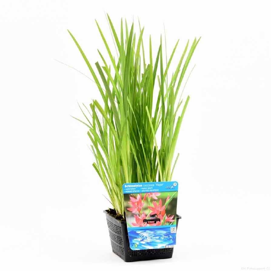 Kaffirlilja coccinea - PONDBASKET 18X18 CM