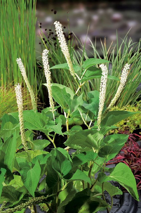 Ödlesvans cernuus - P9 WATERPLANT