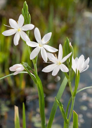 Schizostylis c. 'Alba'