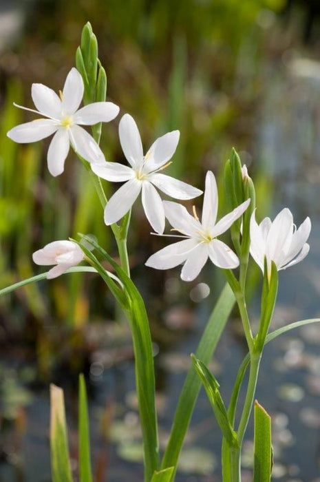 Schizostylis c. 'Alba'