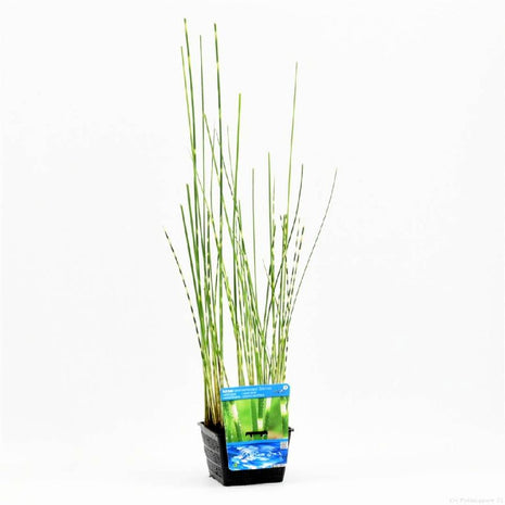 Schoenoplectus t.'Zebrinus' (Scirpus)