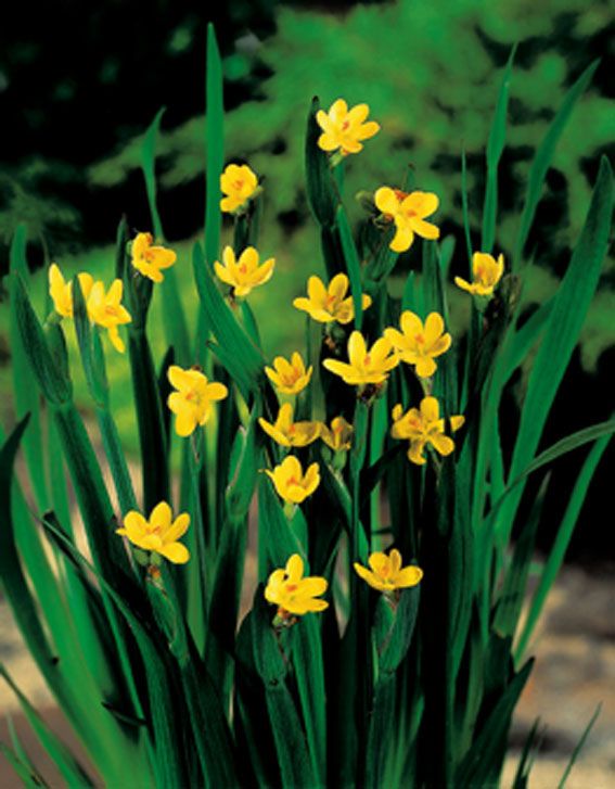 Gräslilja californicum - P9 WATERPLANT