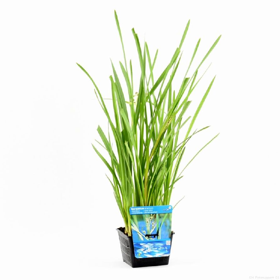 Igelknopp erectum - PONDBASKET 18X18 CM