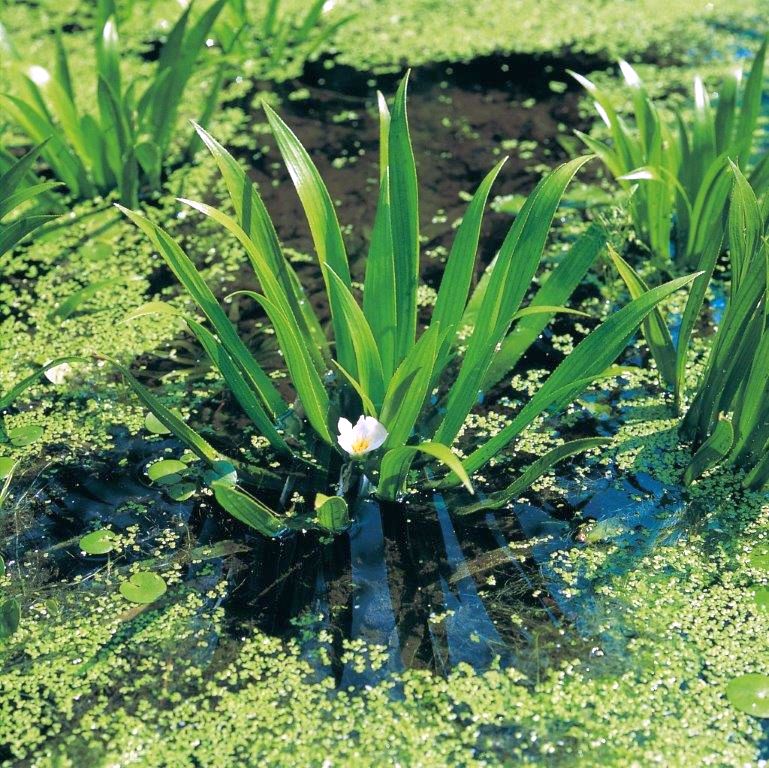 Vattenaloe aloides - LOOSE