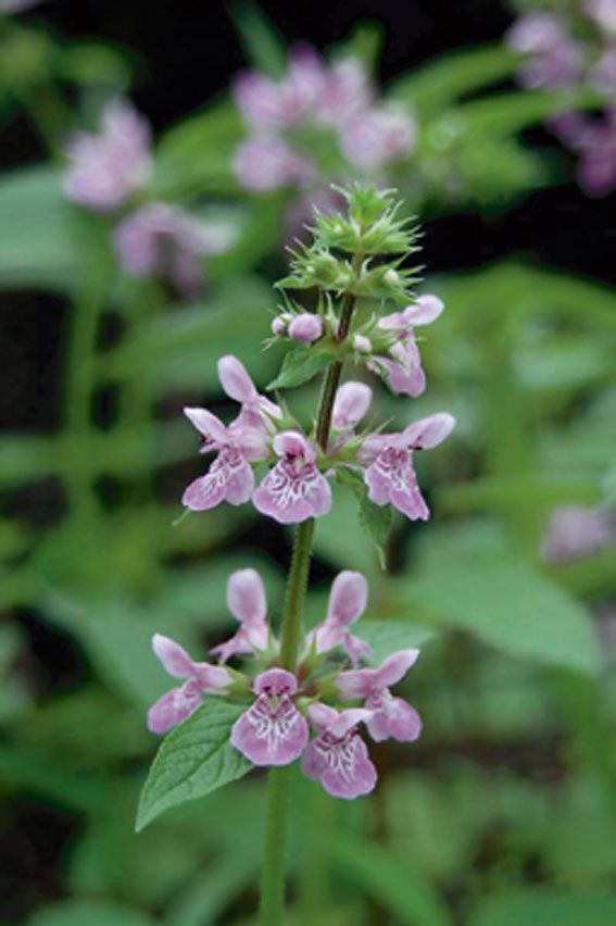 Ullört palustris - P9 WATERPLANT