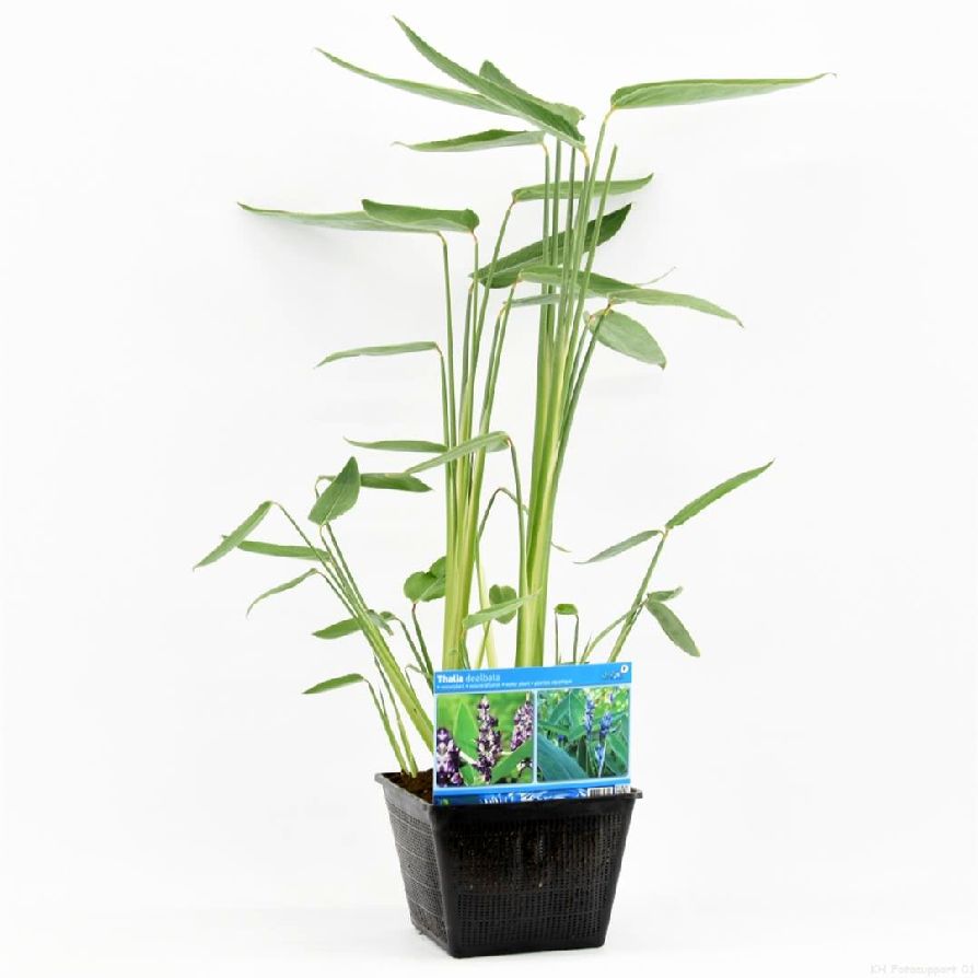 Thalia dealbata - PONDBASKET 28X28 CM