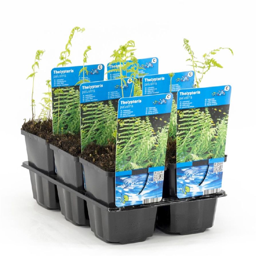 Kärrbräken palustris - P9 WATERPLANT