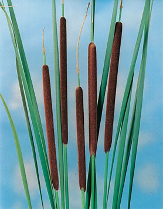Kaveldun angustifolia - P9 WATERPLANT