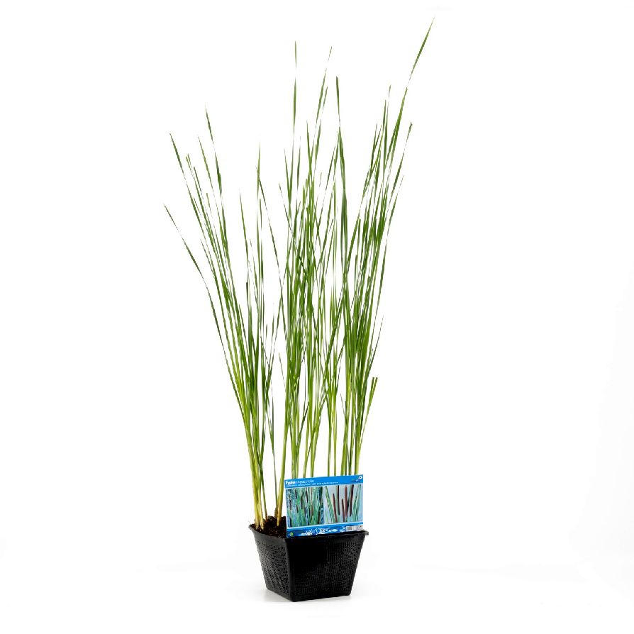 Kaveldun angustifolia - PONDBASKET 28X28 CM