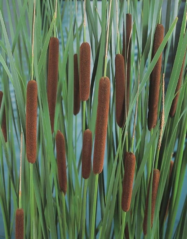 Kaveldun angustifolia - PONDBASKET 18X18 CM