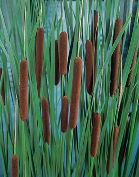 Typha latifolia