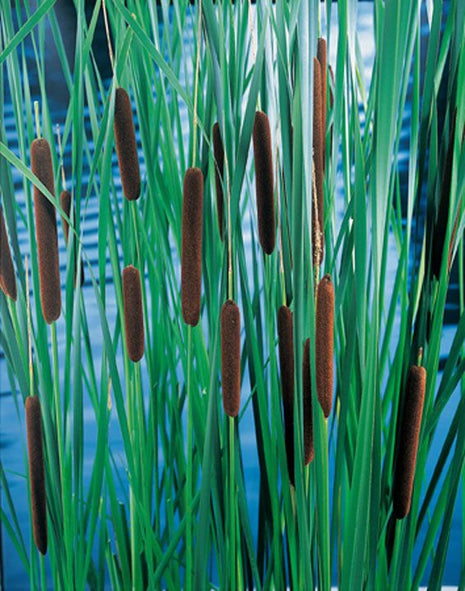 Typha laxmannii