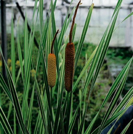 Typha latifolia 'Variegata'