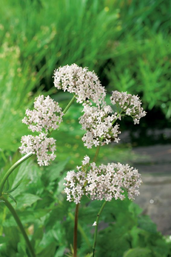 Vänderot officinalis - P9 WATERPLANT