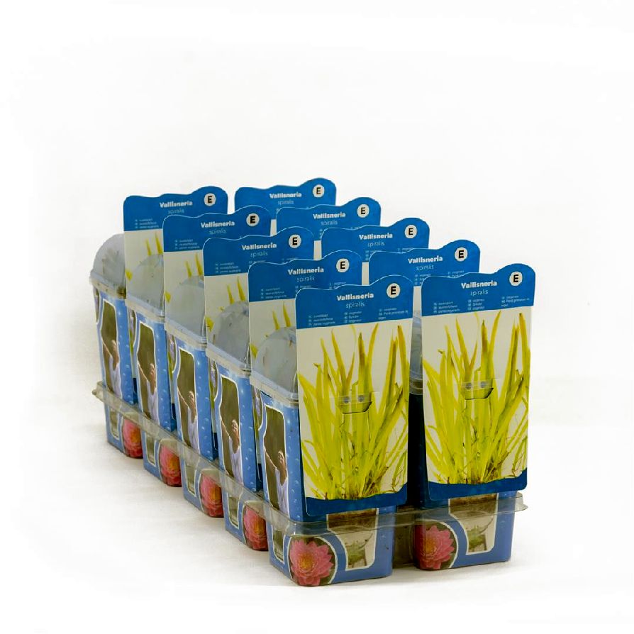 Vallisneria spiralis - PLASTIC POT