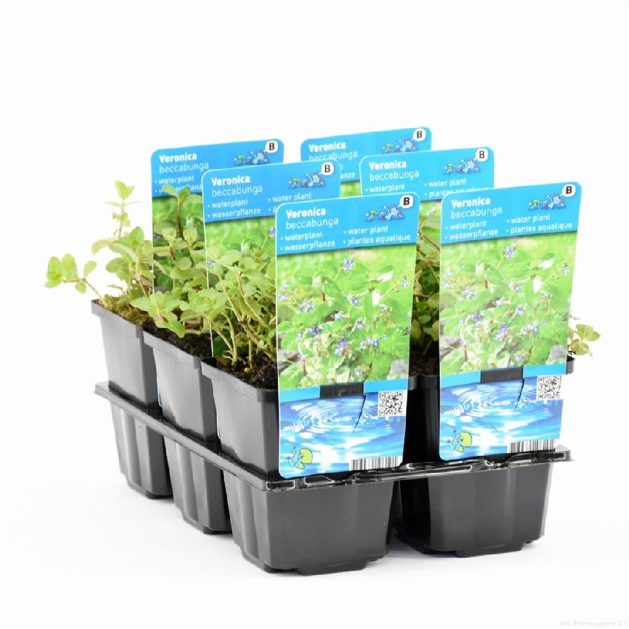 Veronika beccabunga - P9 WATERPLANT