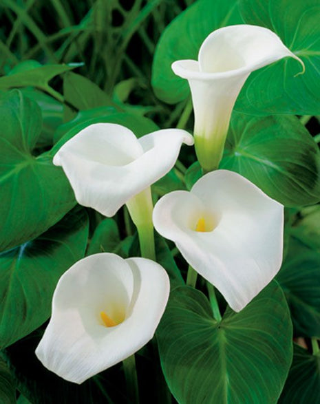 Zantedeschia aethiopica