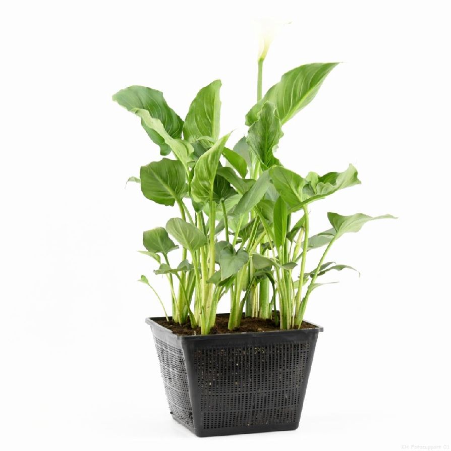 Kalla aethiopica - PONDBASKET 28X28 CM