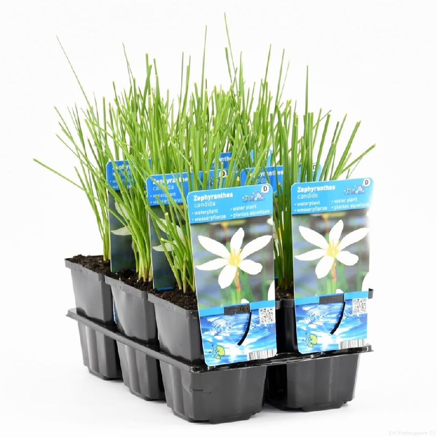 Zefirlilja candida - P9 WATERPLANT