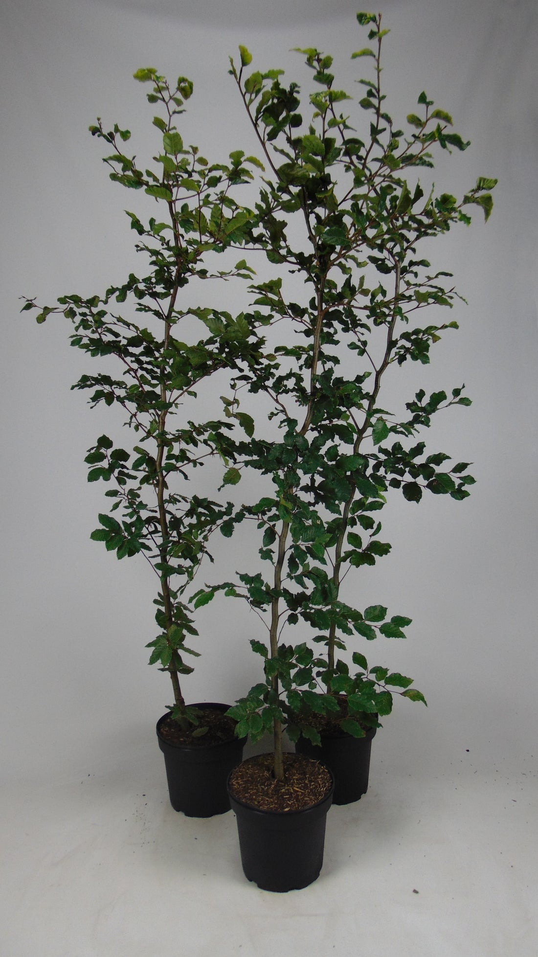 Avenbok ; 60-80 cm 2,5 L kruka