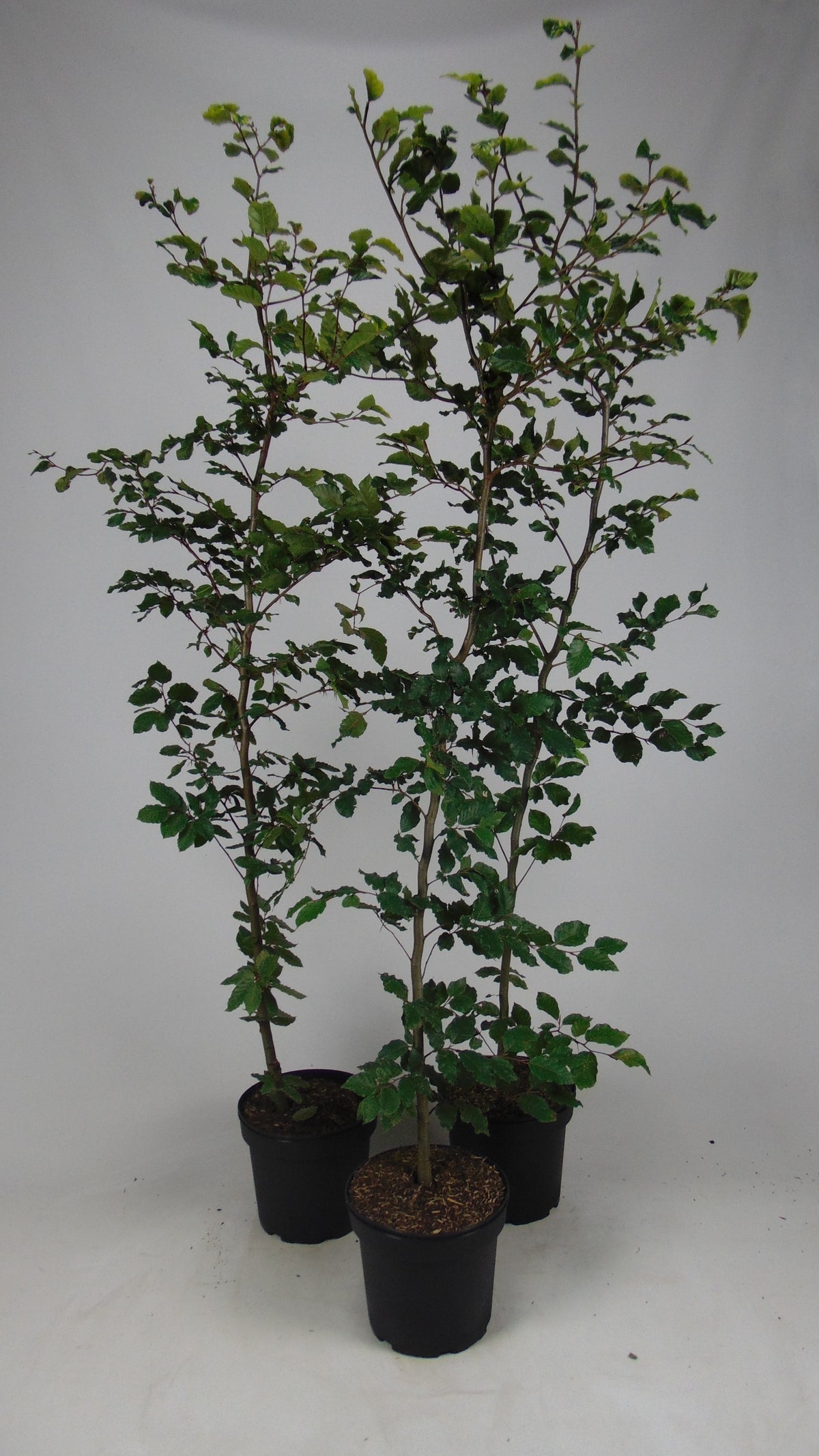 Avenbok ; 60-80 cm 2,5 L kruka