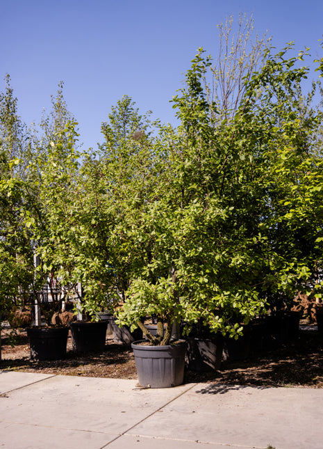 Quercus pubescens 250-300 MS CONT