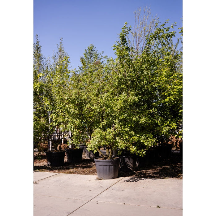 Ullek - Quercus pubescens 250-300 MS CONT