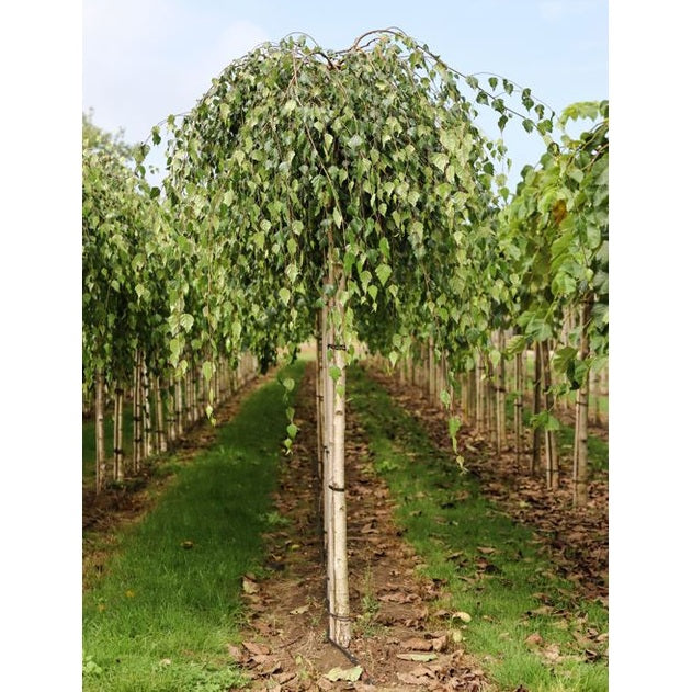 Tårbjörk - Betula pendula 'Youngii'  - Stammens omkrets 14-16 cm, höjd 3,5-4 meter,  225ST