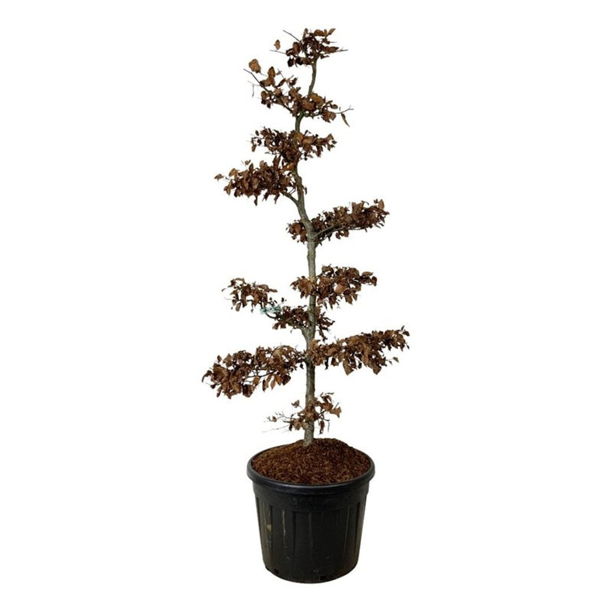Fagus sylvatica Bonsai 175-200 cm C90 (90 liters kruka)