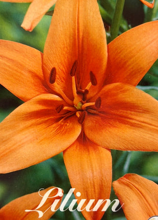 Lilium Asiatic Lily 'Orange Summer' NYHED 2-pak