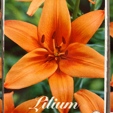 Lilium Asiatic Lily 'Orange Summer' NYHED 2-pak