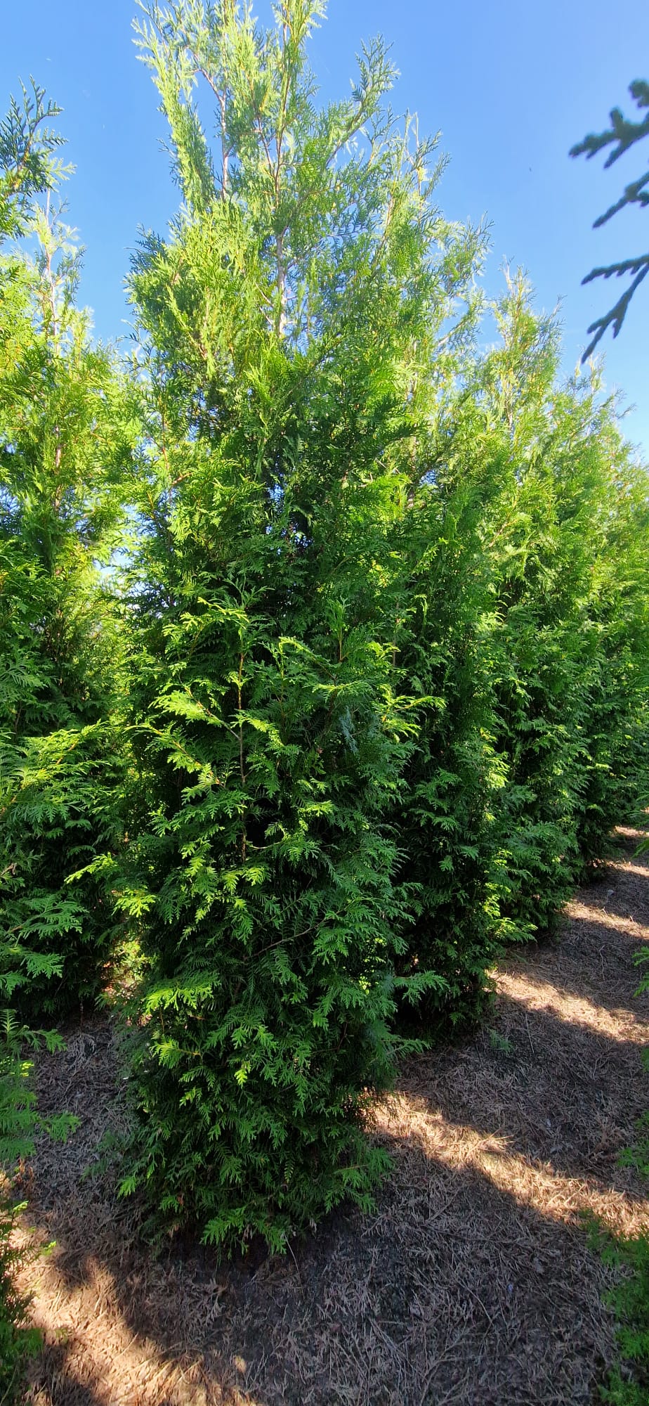 Thuja Brabant ; 225-250 cm rotklump