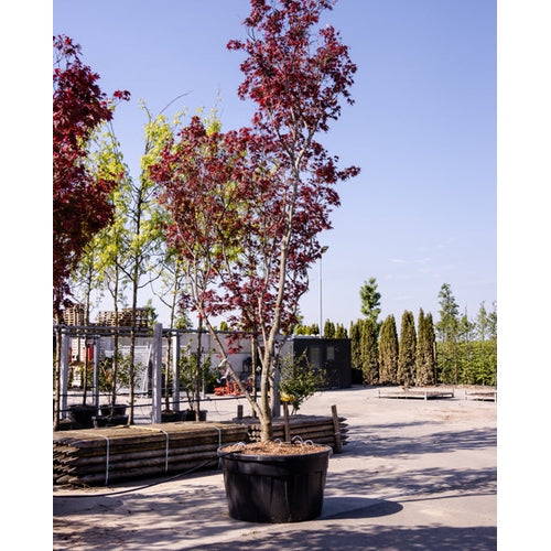 Japansk blodlönn - Acer palmatum 'Bloodgood' 400-450 MS CONT