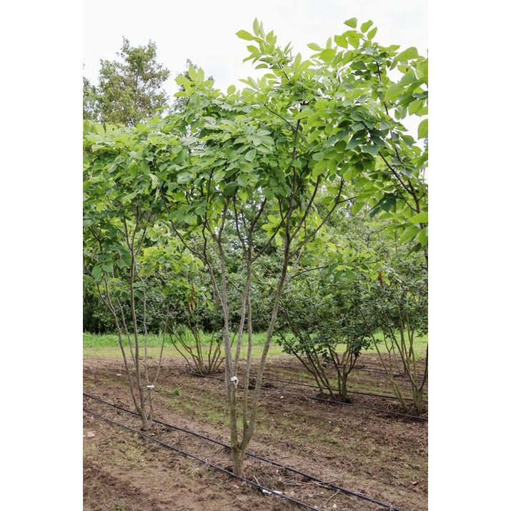 Gulved - Cladrastis kentukea 300-350 MS