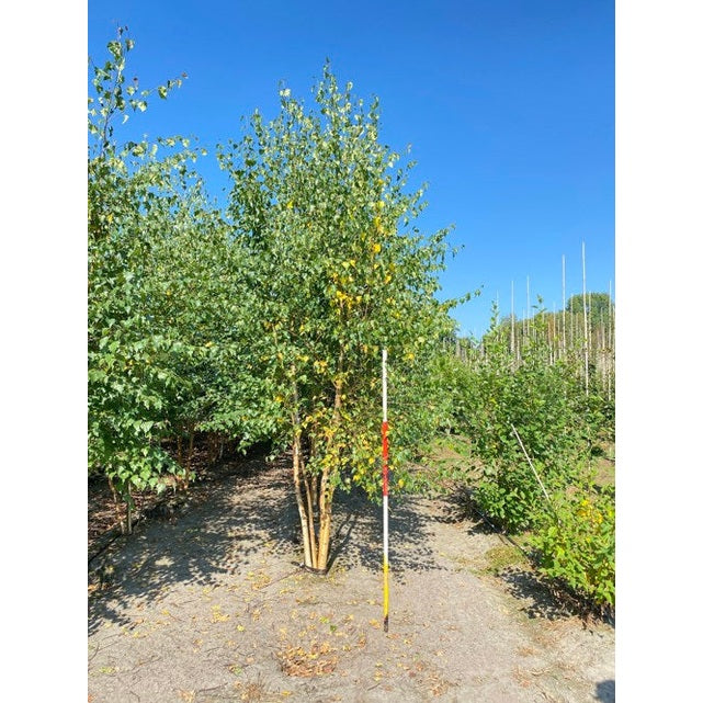 Hängbjörk - Betula pendula 350-400 MS COCO