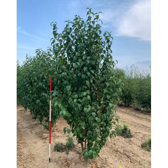 Pelarapel - Malus baccata &