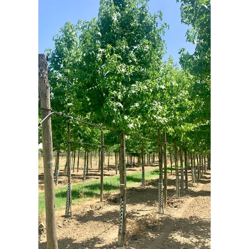 Ambraträd - Liquidambar styraciflua  - Stammens omkrets 20-25 cm, höjd 4-4,5 meter,   HS,