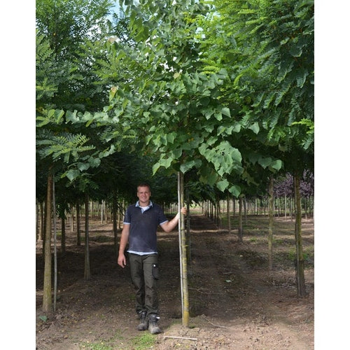 Amerikansk judasträd - Cercis canadensis  - Stammens omkrets 16-18 cm, höjd 3,5-4 meter,  225ST DRKL