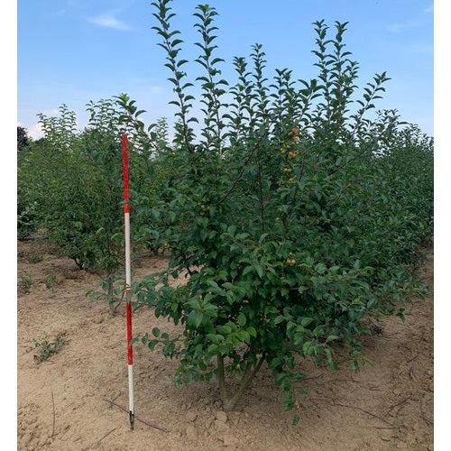 Prydnadsapel - Malus 'Red Sentinel' 200-250 MS
