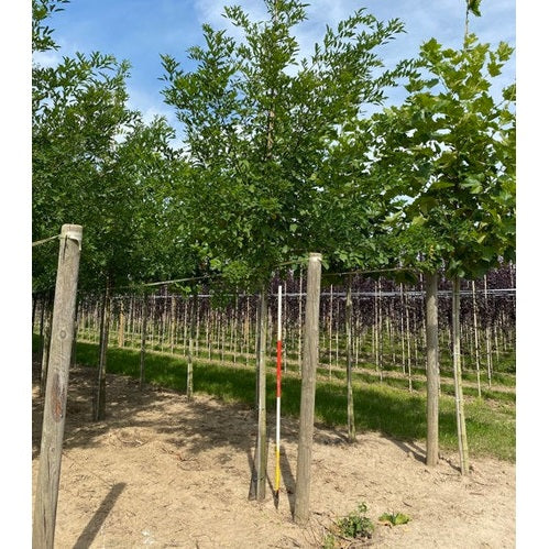 Robinia - Robinia pseudoacacia 'Sandraudiga'  - Stammens omkrets 16-18 cm, höjd 3,5-4 meter,  HS,