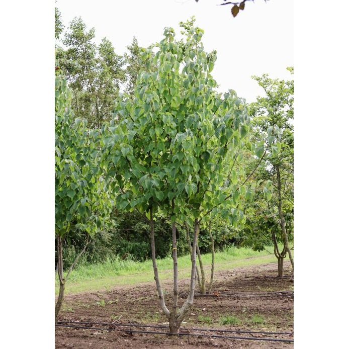 Näsduksträd - Davidia involucrata 300-350 MS