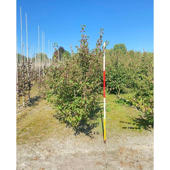 Körsbärskornell - Cornus mas 175-200 MS DRKL