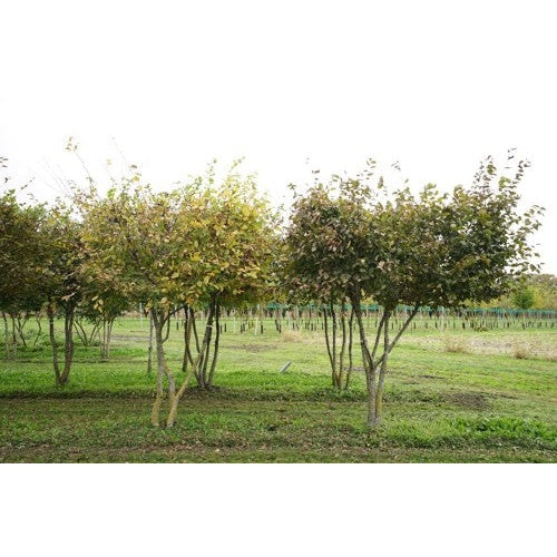 Avenbok - Carpinus betulus 300-350 MS DRKL