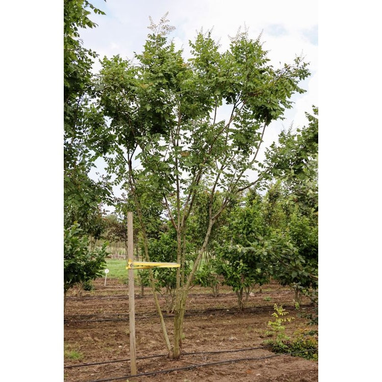 Kinesträd - Koelreuteria paniculata 400-450 MS